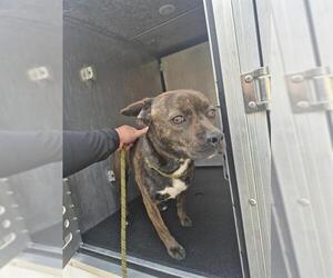 American Staffordshire Terrier-Unknown Mix Dogs for adoption in San Antonio, TX, USA