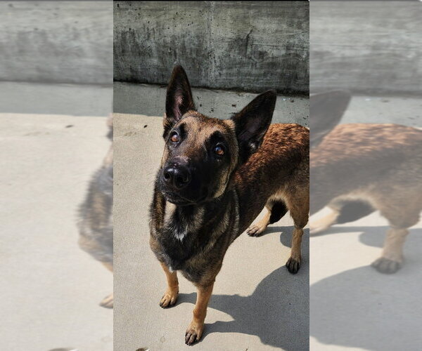 Medium Photo #4 Mutt Puppy For Sale in Imlay City, MI, USA