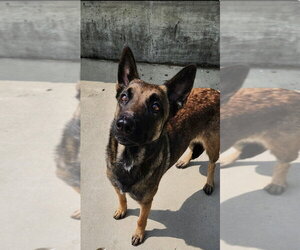Lark - Located in Kentucky - Female Mutt Dog for Adoption - Photo #4