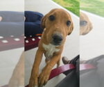 Small #2 Jack Russell Terrier-Mountain Cur Mix