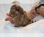 Small #12 ShihPoo