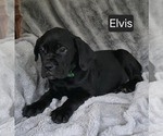 Image preview for Ad Listing. Nickname: Elvis