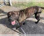 Small #1 Mutt
