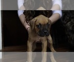 Small Photo #3 Boxer-Cane Corso Mix Puppy For Sale in NEVADA, MO, USA