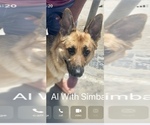 Small Photo #1 German Shepherd Dog Puppy For Sale in EL CAJON, CA, USA