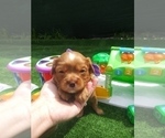 Small Photo #21 Australian Shepherd-Cavalier King Charles Spaniel Mix Puppy For Sale in HOWLAND, OH, USA