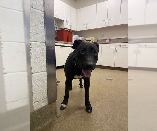 Medium Photo #1 American Pit Bull Terrier-Labrador Retriever Mix Puppy For Sale in Santa Maria, CA, USA