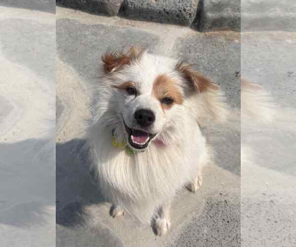 Medium Photo #1 Unknown-pomeranian spitz Mix Puppy For Sale in Agoura Hills, CA, USA