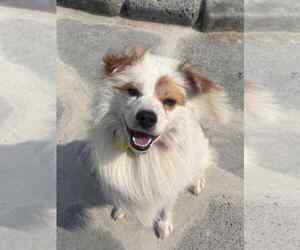 Unknown-pomeranian spitz Mix Dogs for adoption in Agoura Hills, CA, USA