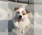 Small pomeranian spitz Mix