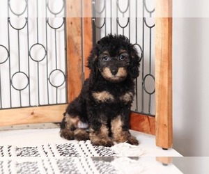 Cavapoo Puppy for sale in NAPLES, FL, USA