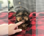Small #3 Yorkshire Terrier