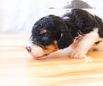 Small Photo #7 Bernedoodle Puppy For Sale in CARLOCK, IL, USA