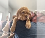 Puppy red Dogue de Bordeaux