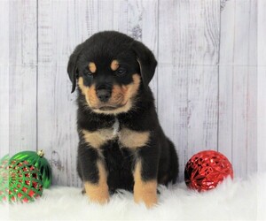 Rottweiler Puppy for sale in APPLE CREEK, OH, USA