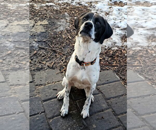 Medium Photo #2 Brittany-Unknown Mix Puppy For Sale in Bloomingdale, NJ, USA