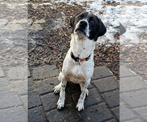Jax - Male Brittany-Unknown Mix Dog for Adoption - Photo #2