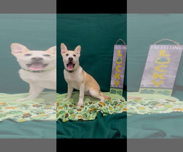 Medium Photo #2 American Pit Bull Terrier-Siberian Husky Mix Puppy For Sale in Turlock, CA, USA