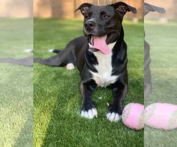 Medium Photo #41 American Staffordshire Terrier-Unknown Mix Puppy For Sale in Rosenberg, TX, USA
