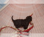 Small Photo #2 Labradoodle Puppy For Sale in GALION, OH, USA
