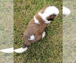 Small Photo #6 Saint Bernard Puppy For Sale in SPENCERVILLE, IN, USA