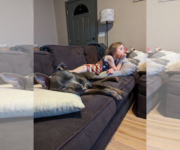 Medium Photo #2 Mutt Puppy For Sale in Ball Ground, GA, USA