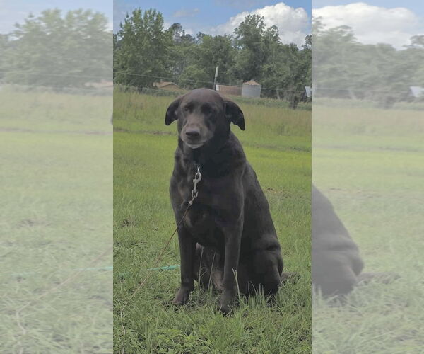 Medium Photo #4 - Mix Puppy For Sale in Tarrytown, GA, USA