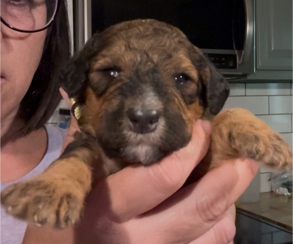 Medium Photo #32 Bernedoodle Puppy For Sale in MOULTON, AL, USA