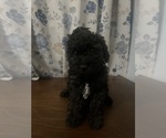 Small #1 Cockapoo