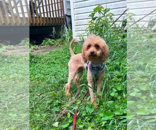 Medium Photo #5 Poodle (Miniature)-Unknown Mix Puppy For Sale in Hinckley, IL, USA