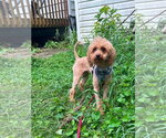 Small #4 Poodle (Miniature) Mix
