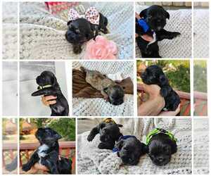Maltipoo-Shih Tzu Mix Puppy for sale in SAN ANTONIO, TX, USA