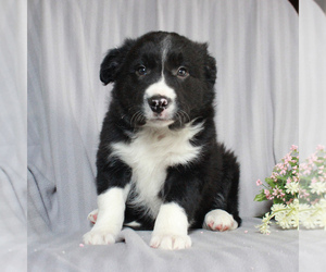 Border Collie Puppy for sale in HONEY BROOK, PA, USA