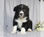 Small Photo #1 Border Collie Puppy For Sale in HONEY BROOK, PA, USA
