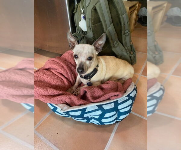Medium Photo #10 Chihuahua-Unknown Mix Puppy For Sale in San Francisco, CA, USA