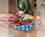 Small #9 Chihuahua Mix