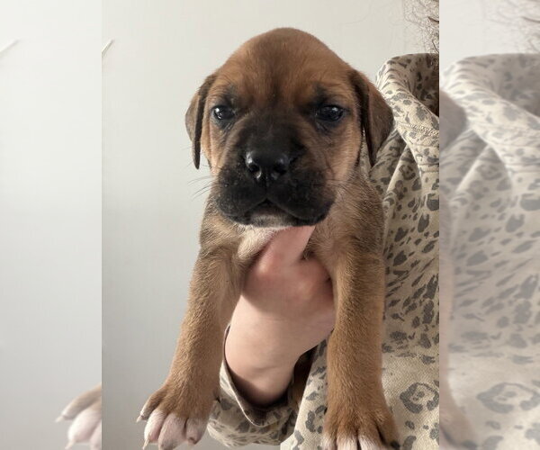 Medium Photo #1 Labrottie Puppy For Sale in Brewster, NY, USA