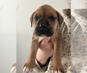 Labrottie Dogs for adoption in Brewster, NY, USA