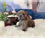 Image preview for Ad Listing. Nickname: Blueberry