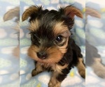 Small Photo #10 Yorkshire Terrier Puppy For Sale in THE WOODLANDS, TX, USA
