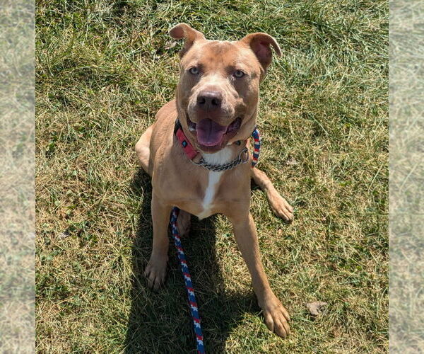 Medium Photo #1 Staffordshire Bull Terrier-Unknown Mix Puppy For Sale in Richmond, IN, USA