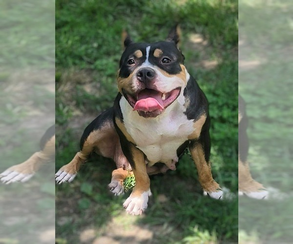 Medium Photo #1 American Bully Puppy For Sale in BOLIVAR, MO, USA