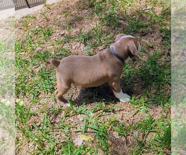 Medium Photo #6 Olde English Bulldogge Puppy For Sale in AUSTIN, TX, USA