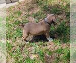 Small #5 Olde English Bulldogge