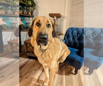 Small #1 Anatolian Shepherd Mix
