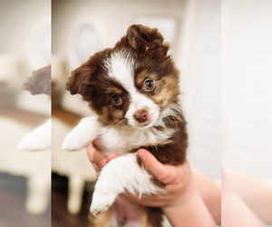 Miniature Australian Shepherd Puppy for Sale in STILLWATER, Oklahoma USA