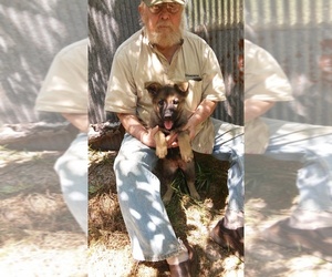German Shepherd Dog Puppy for sale in TENNILLE, GA, USA