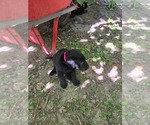 Small #2 Labrador Retriever