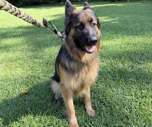German Shepherd Dog Puppy for sale in OZARK, AL, USA