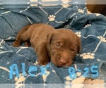 Small Photo #5 Labrador Retriever Puppy For Sale in LAKE ELSINORE, CA, USA